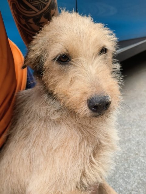 Bee Bee Norwich Terrier - Norwich Terrier Mix Dog