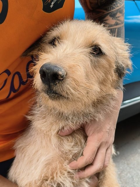 Bee Bee Norwich Terrier - Norwich Terrier Mix Dog