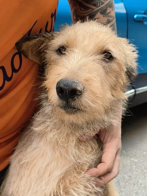 Bee Bee Norwich Terrier - Norwich Terrier Mix Dog