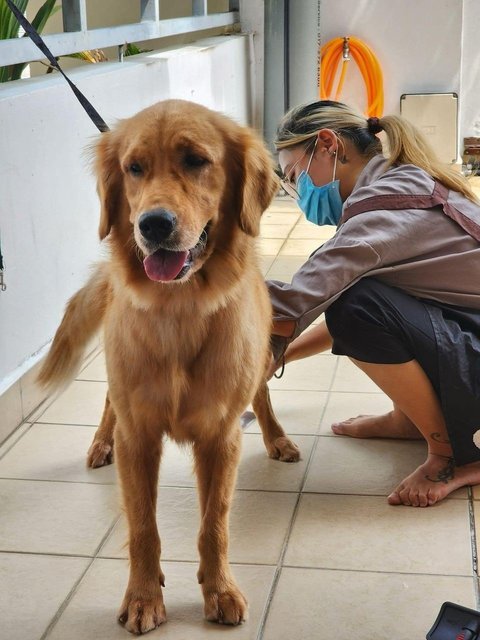 Maggie  - Golden Retriever Dog