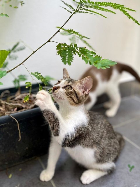 Silver: Adorable Baby Sister - Domestic Short Hair Cat