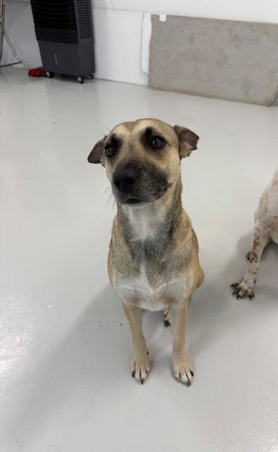 Ruby &amp; Mabel - Mixed Breed Dog