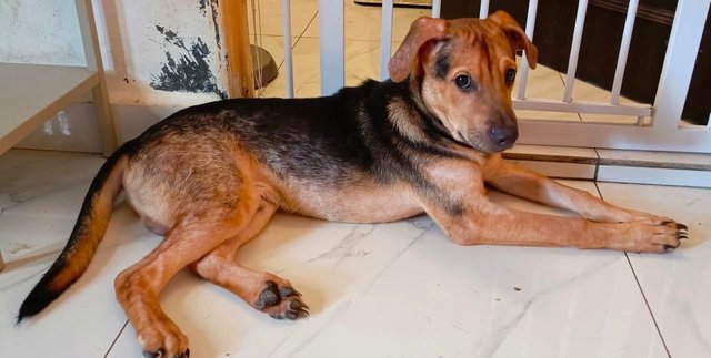 Ginger, Husky And Pepper - Mixed Breed Dog