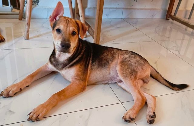 Ginger, Husky And Pepper - Mixed Breed Dog
