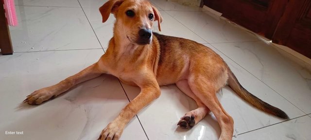 Ginger, Husky And Pepper - Mixed Breed Dog