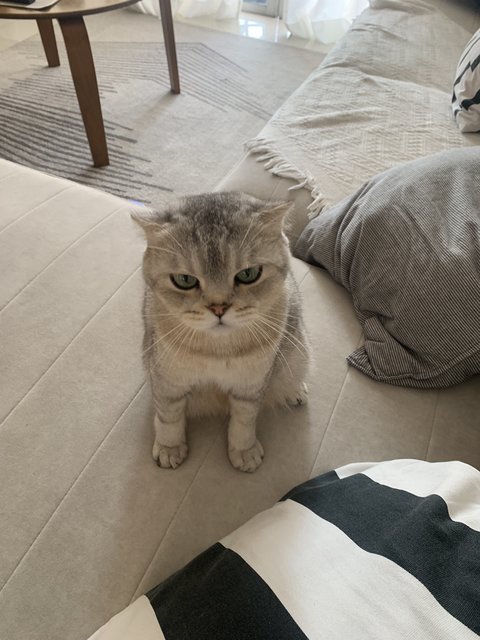Bibin - Scottish Fold Cat