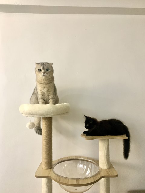 Bibin - Scottish Fold Cat