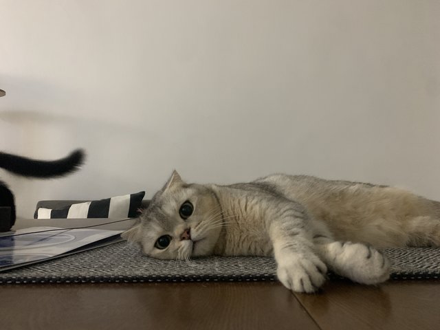 Bibin - Scottish Fold Cat