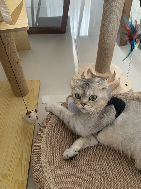 Bibin - Scottish Fold Cat