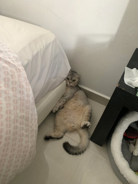 Bibin - Scottish Fold Cat