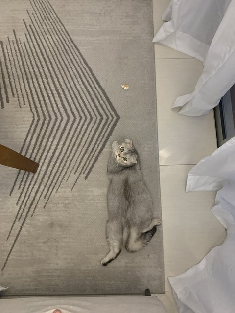 Bibin - Scottish Fold Cat