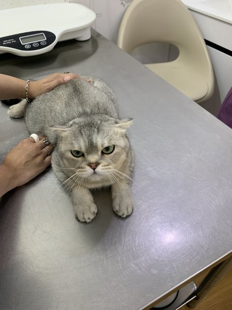 Bibin - Scottish Fold Cat