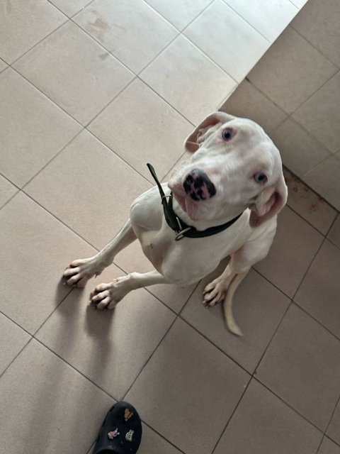 Lessie - Great Dane Dog