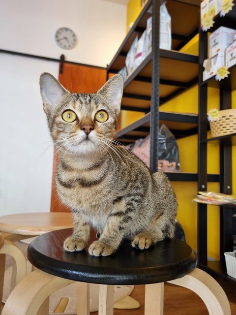 Karmen - Tabby Cat