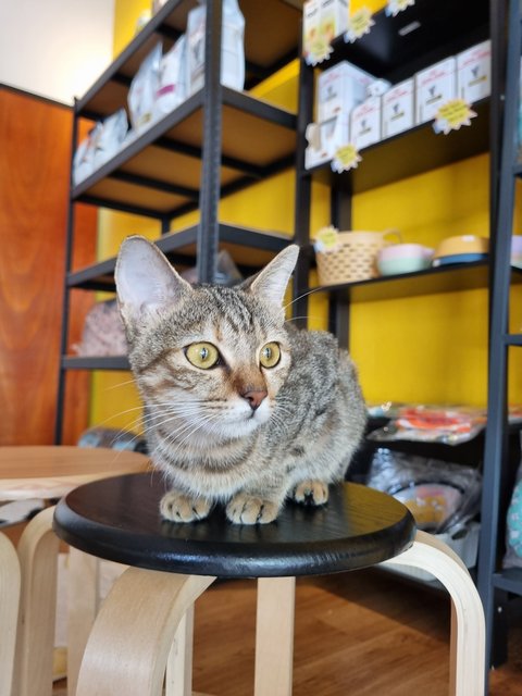 Karmen - Tabby Cat