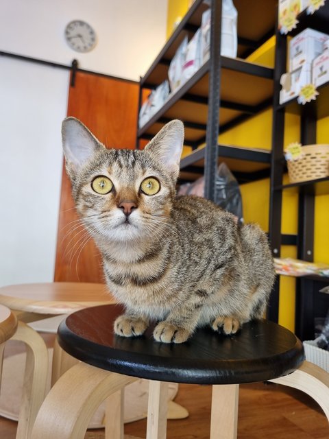 Karmen - Tabby Cat