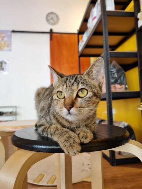 Karmen - Tabby Cat