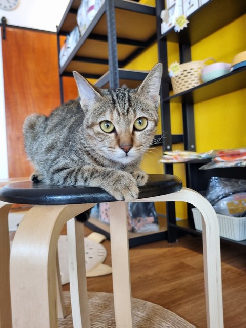 Karmen - Tabby Cat