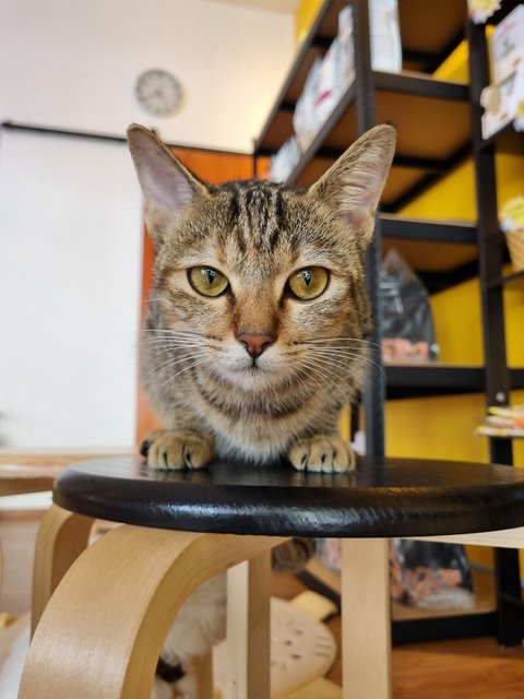 Karmen - Tabby Cat