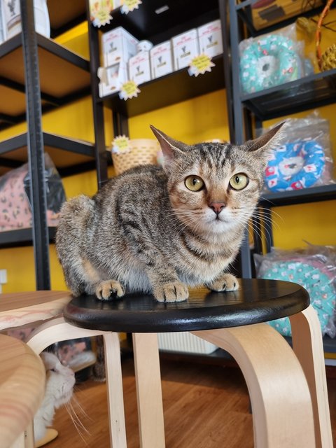 Karmen - Tabby Cat