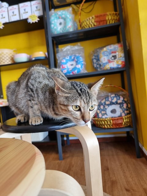 Karmen - Tabby Cat