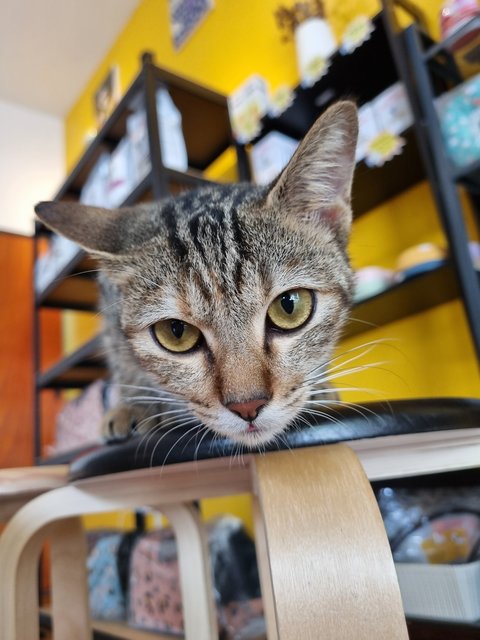 Karmen - Tabby Cat