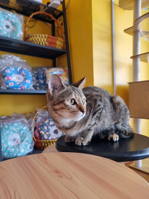 Karmen - Tabby Cat