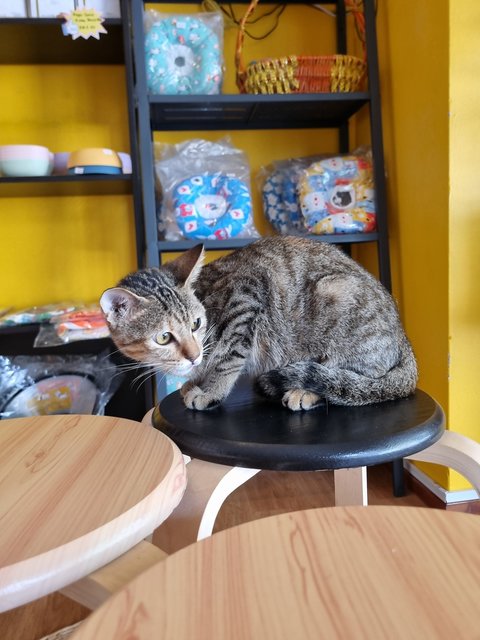 Karmen - Tabby Cat