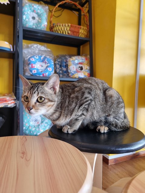 Karmen - Tabby Cat