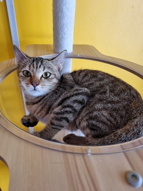 Karmen - Tabby Cat