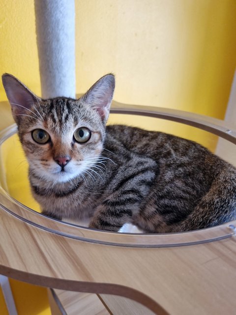 Karmen - Tabby Cat