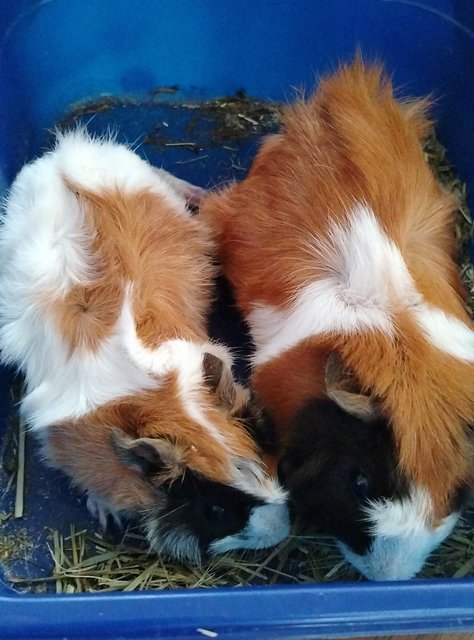 Bella &amp; Creamo - Guinea Pig Small & Furry