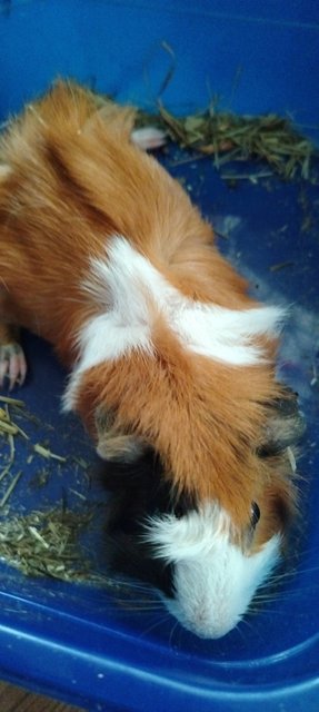 Bella &amp; Creamo - Guinea Pig Small & Furry