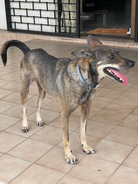 Milo And Kopi’o - Mixed Breed Dog