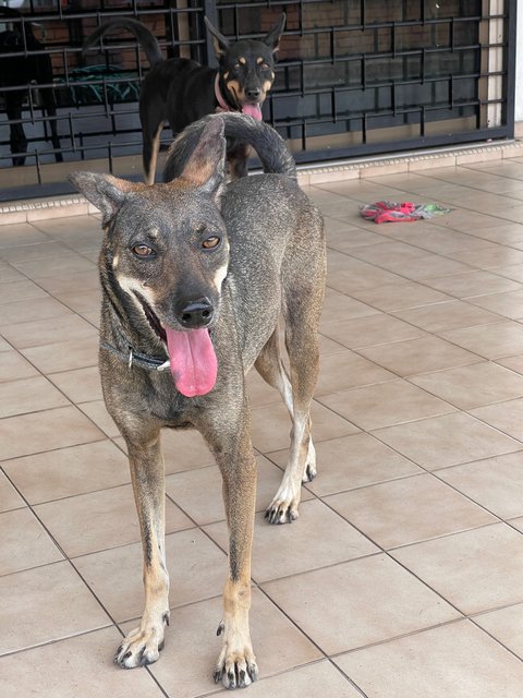 Milo And Kopi’o - Mixed Breed Dog