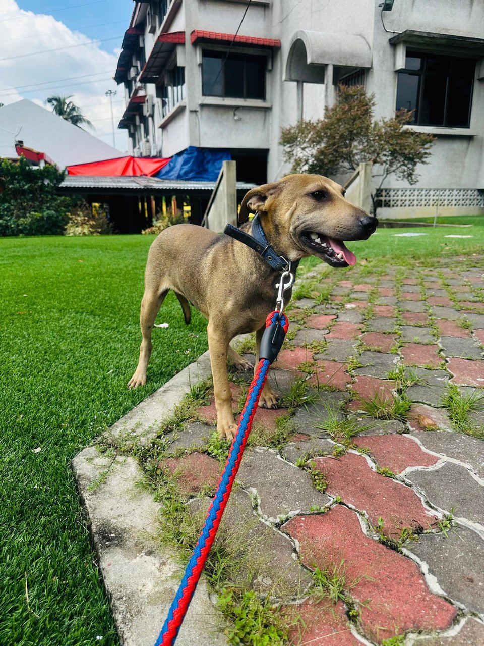 Lucky.. - Australian Kelpie Mix Dog