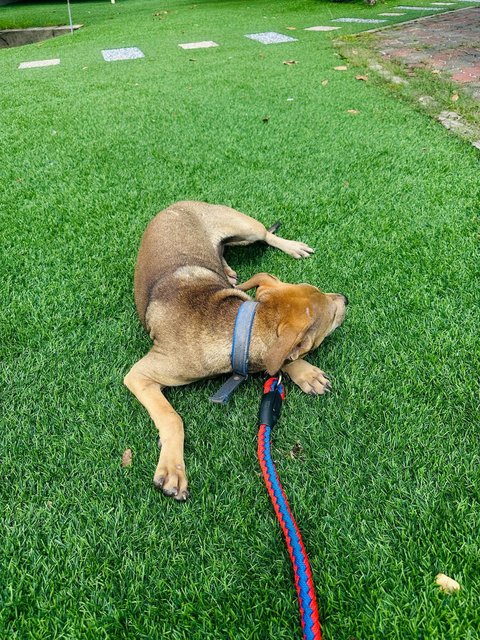 Lucky.. - Australian Kelpie Mix Dog
