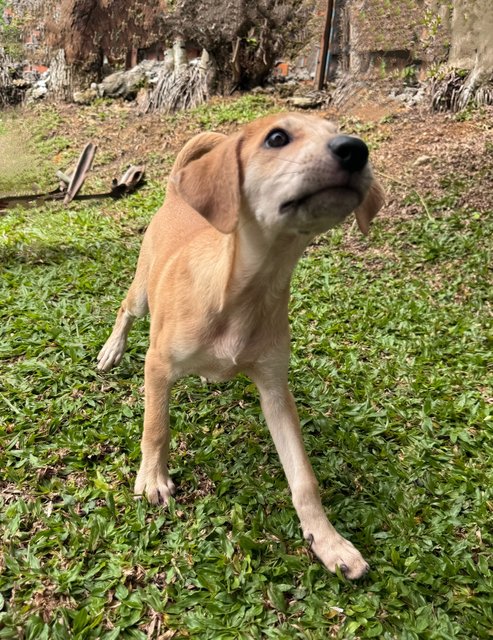 Donut - Mixed Breed Dog