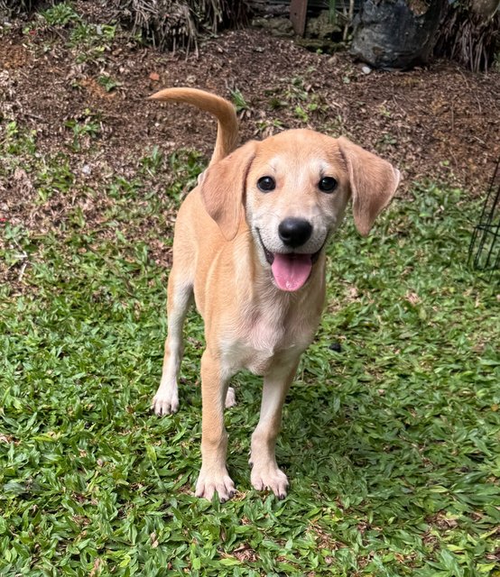 Donut - Mixed Breed Dog