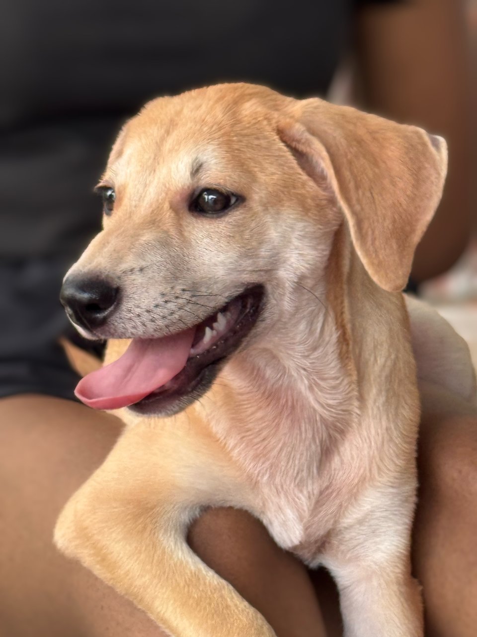 Donut - Mixed Breed Dog