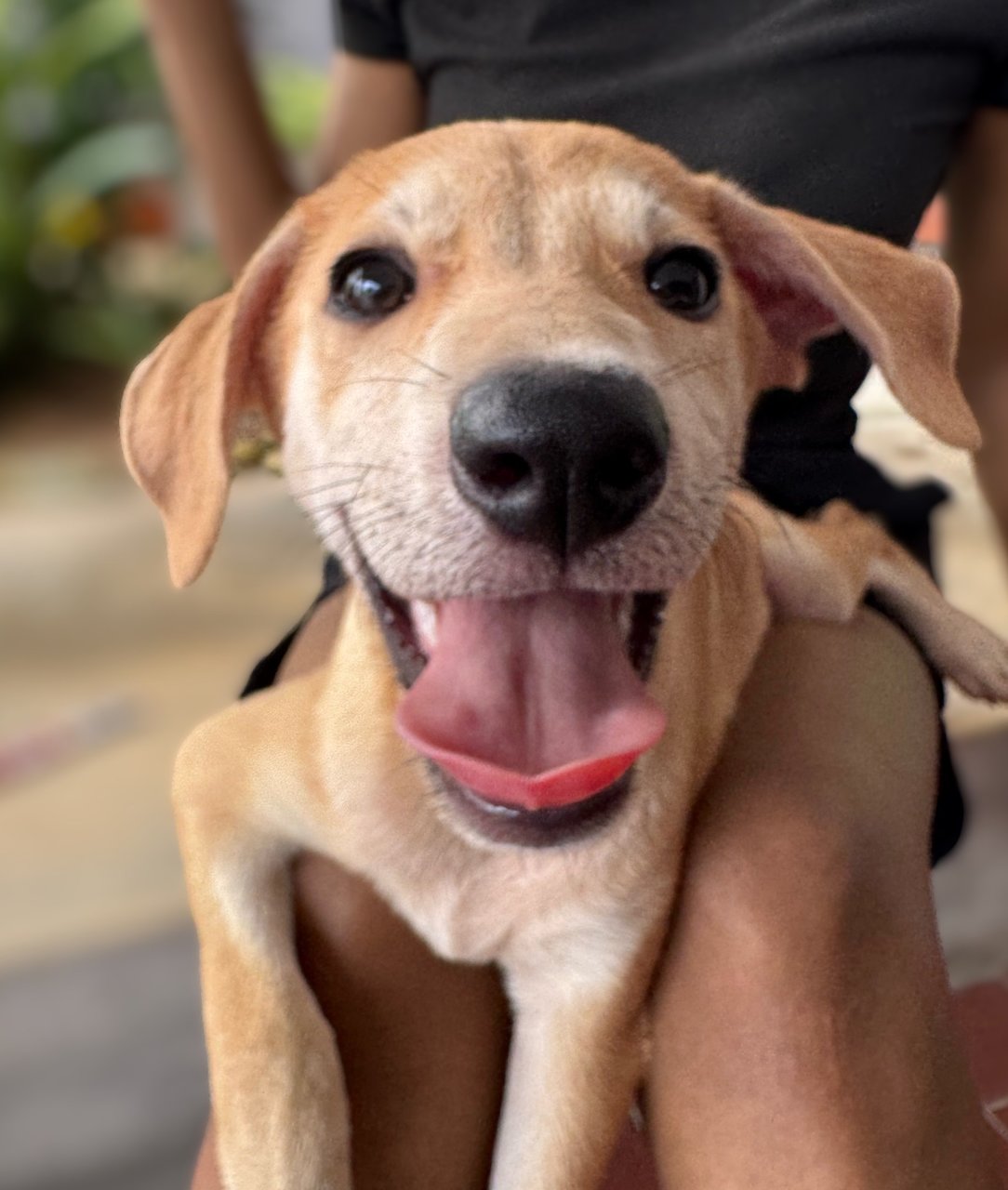Donut - Mixed Breed Dog
