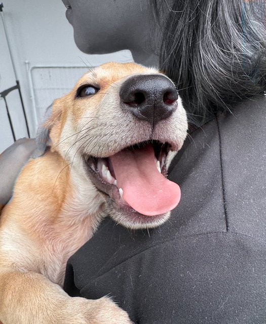 Donut - Mixed Breed Dog