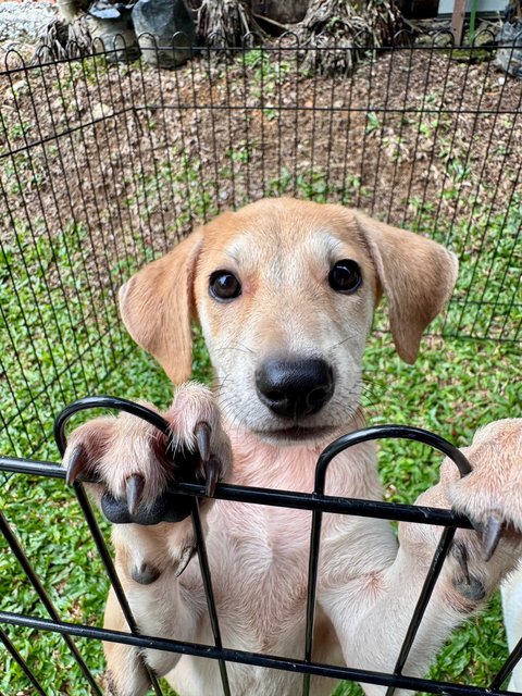 Donut - Mixed Breed Dog