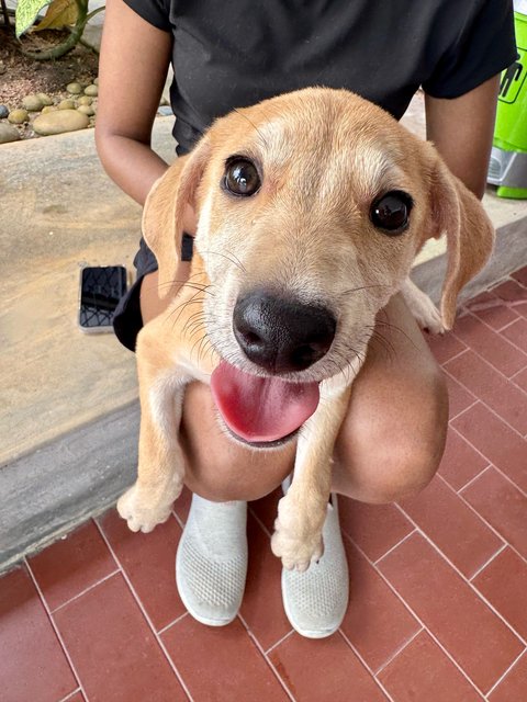 Donut - Mixed Breed Dog