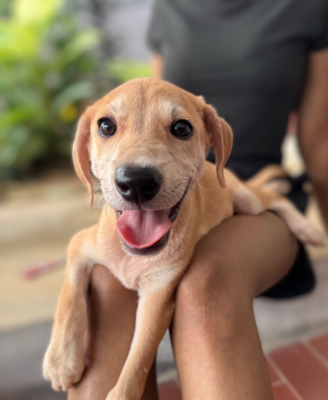 Donut - Mixed Breed Dog