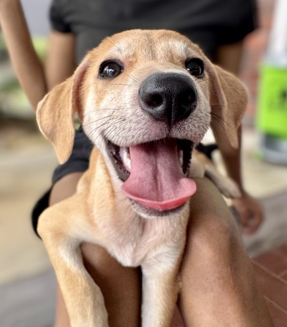 Donut - Mixed Breed Dog