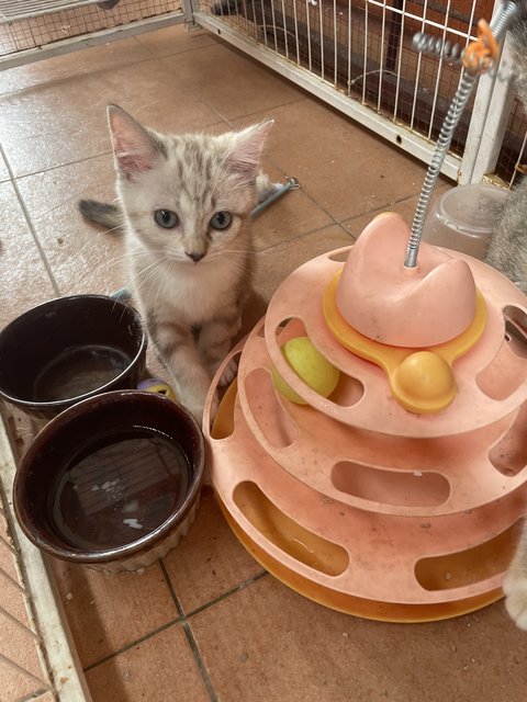 Abby, Baby, Catty - Domestic Short Hair Cat