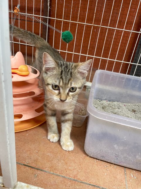 Abby, Baby, Catty - Domestic Short Hair Cat