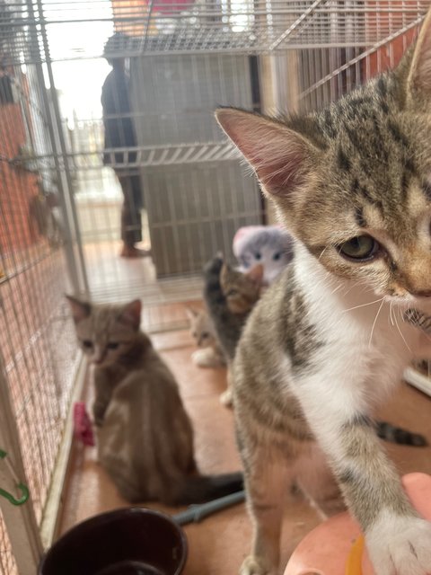 Abby, Baby, Catty - Domestic Short Hair Cat