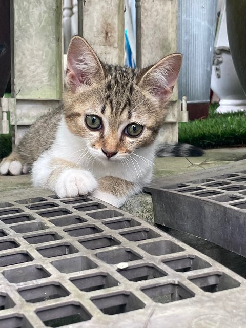 Abby, Baby, Catty - Domestic Short Hair Cat